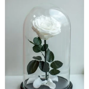 Floristería Premium Bucaramanga
