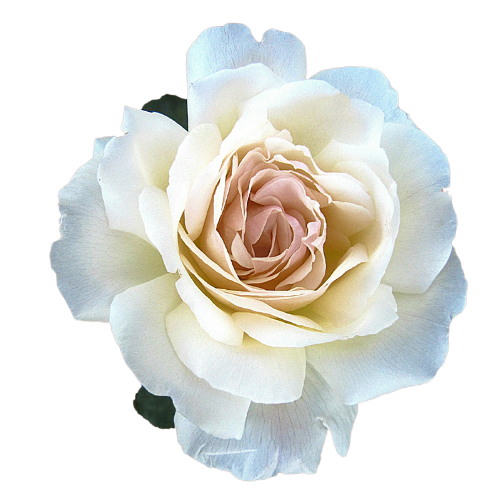 Floristería Premium Bucaramanga